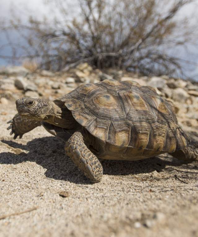 Desert Tortoise 2