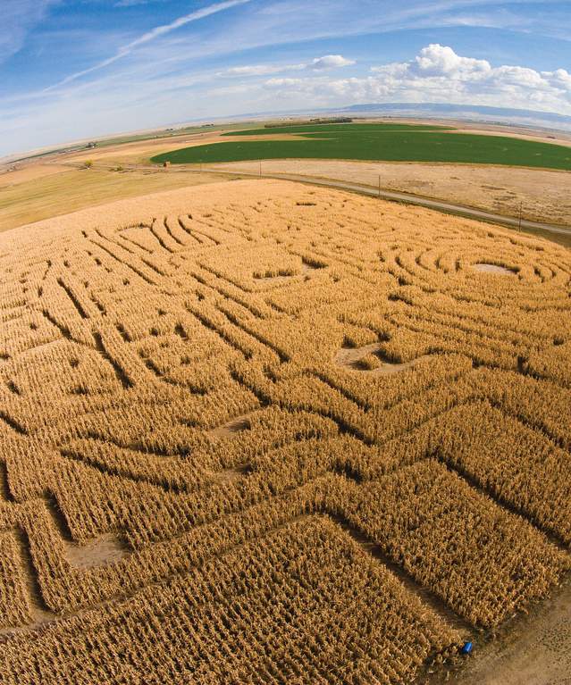 Corn Maze