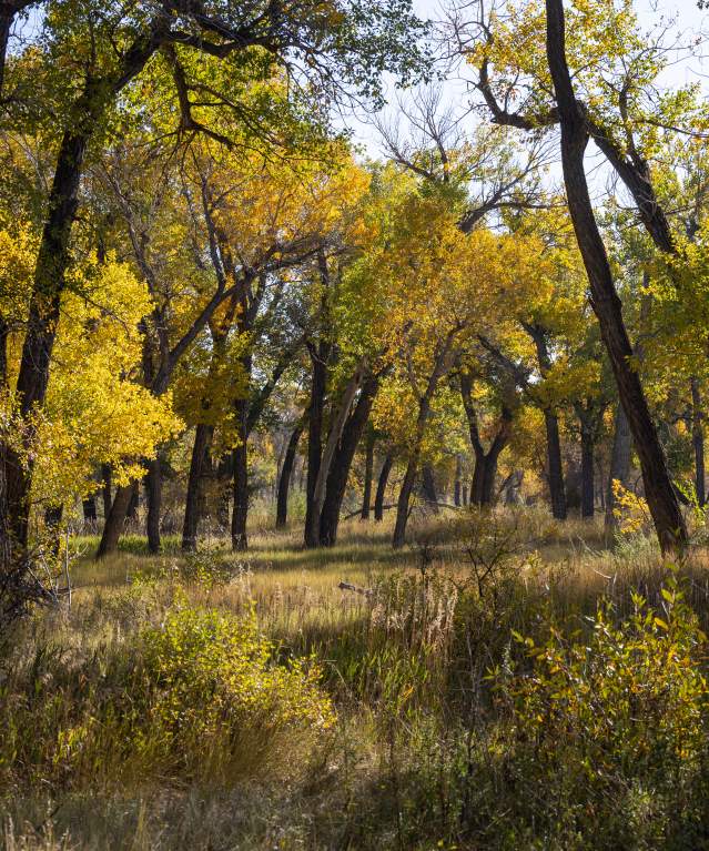 Fall Colors on Casper Mountain