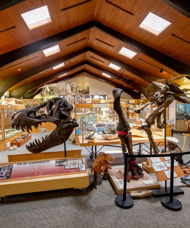 Tate Geological Museum in Casper features many dinosaur fossils for public viewing.