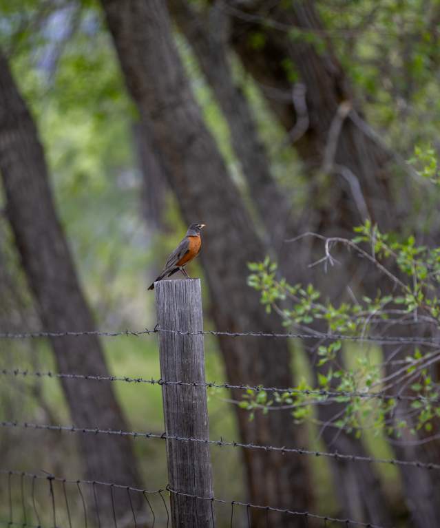 Wildlife Watching