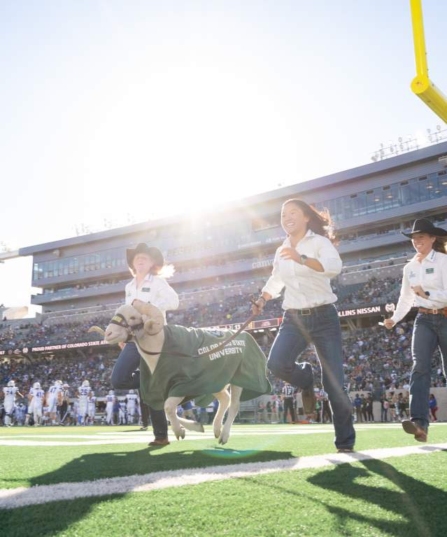 CSU Game Ram Running