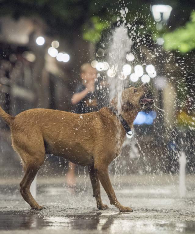 Summer Dog in Splash Pad