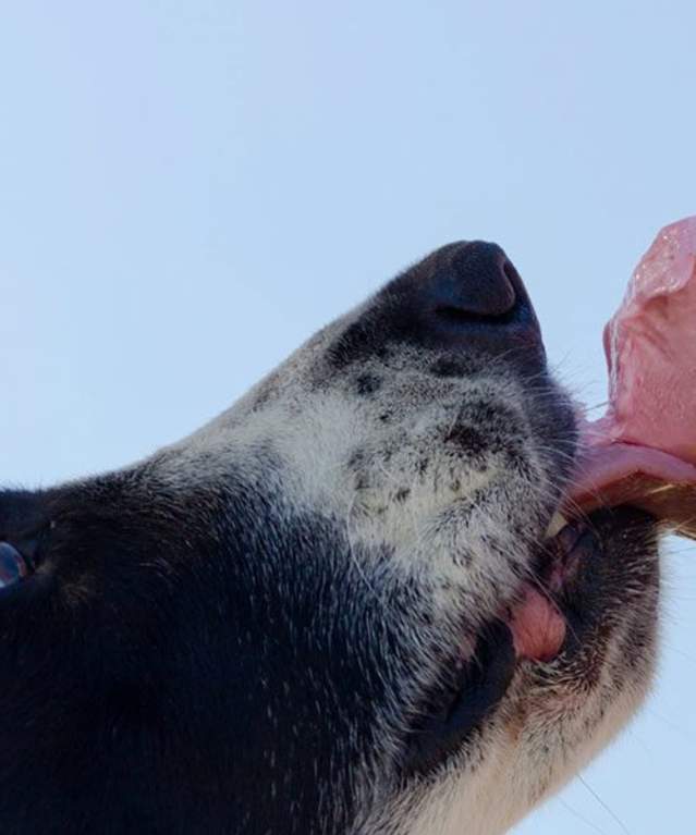 Dog licking ice cream cone