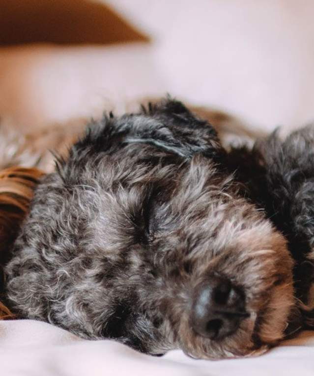 2 dogs sleeping on bed