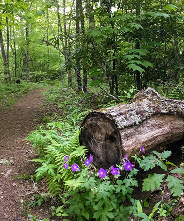 Pinnacle Park Trail