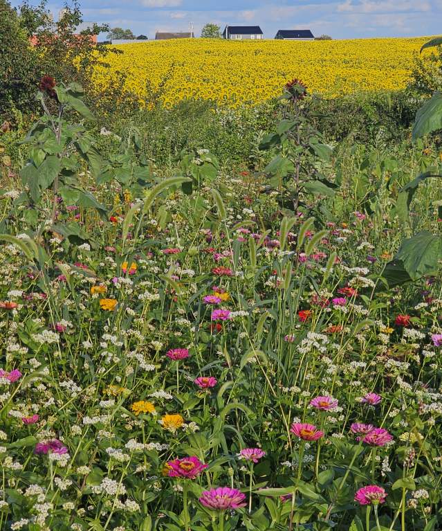 Flower Field