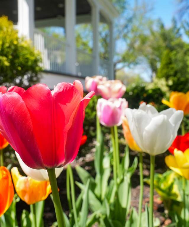 Tulips in Glens Falls City Park