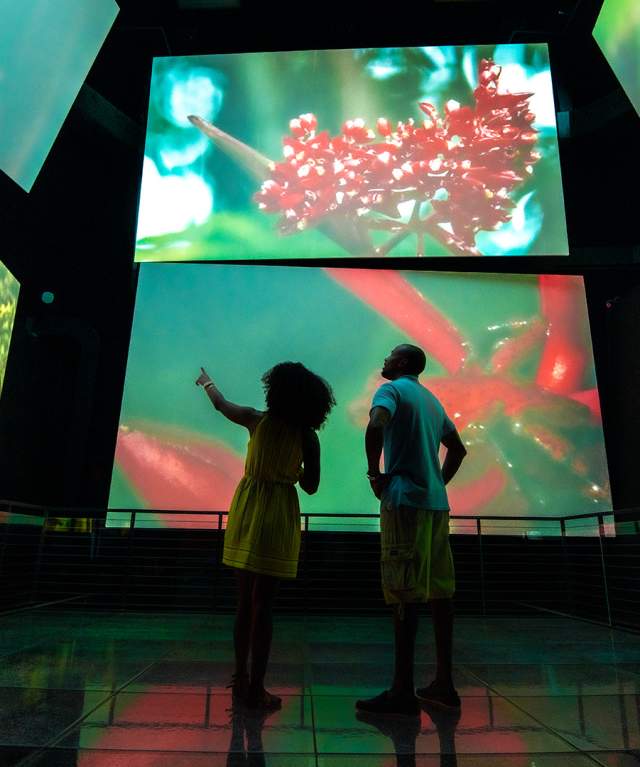 People watching screens at Biomuseo on the Causeway