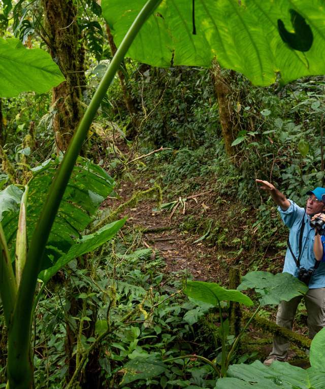 Birdwatching in the tropical forest of La Amistad International Park in Cerro Punta, Panamá.