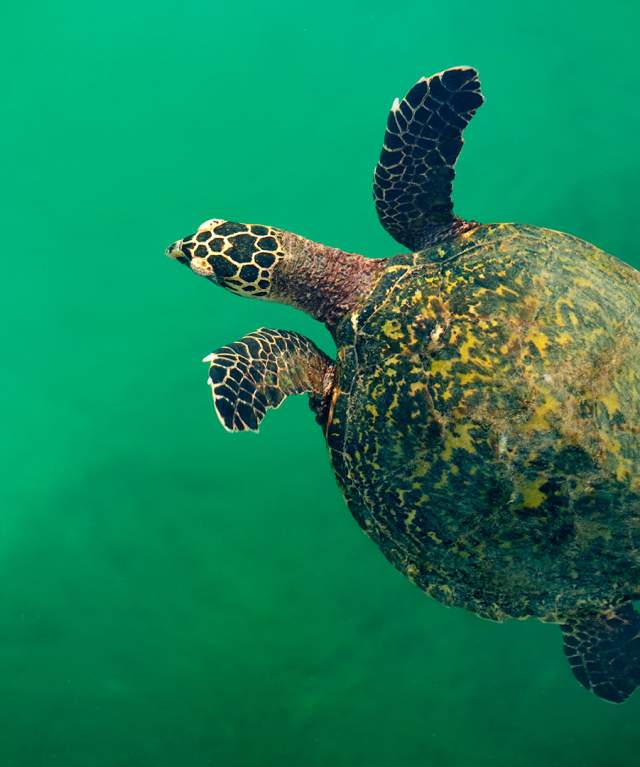 The image shows a sea turtle swimming in clear blue water. The turtle has a brown shell with yellow markings and its flippers are visible. It's difficult to determine the exact species of the sea turtle from this image, but it could be a Hawksbill sea turtle based on its shell pattern.