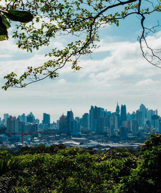 The image shows a view of a city skyline through a frame of lush green trees. The city appears to be in the distance, with tall buildings visible against a blue sky. The foreground is dominated by dense foliage, creating a dark and mysterious contrast with the bright city scene.