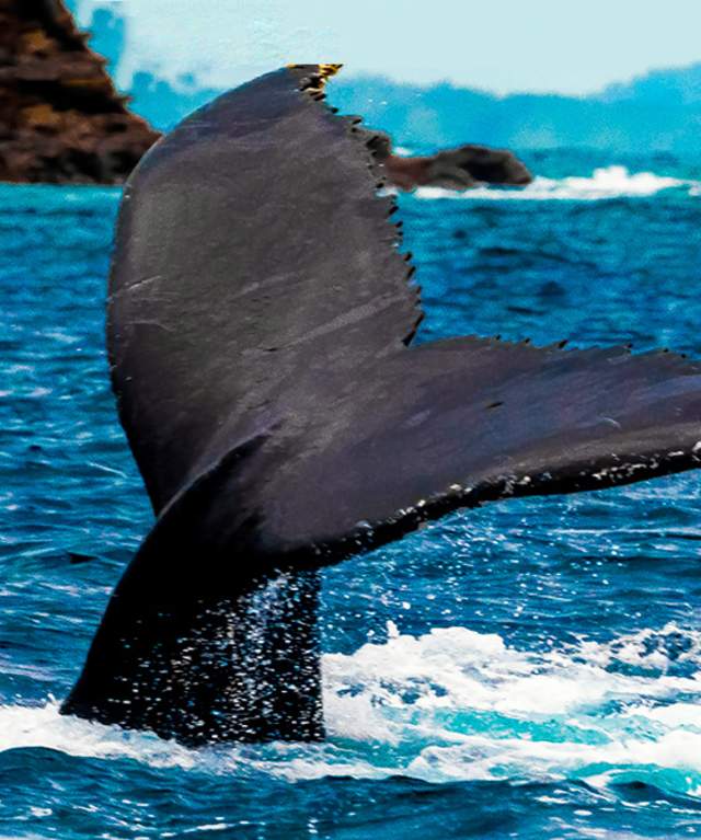 Humpback whale tail emerging from the Pacific Ocean in West Panama Province.