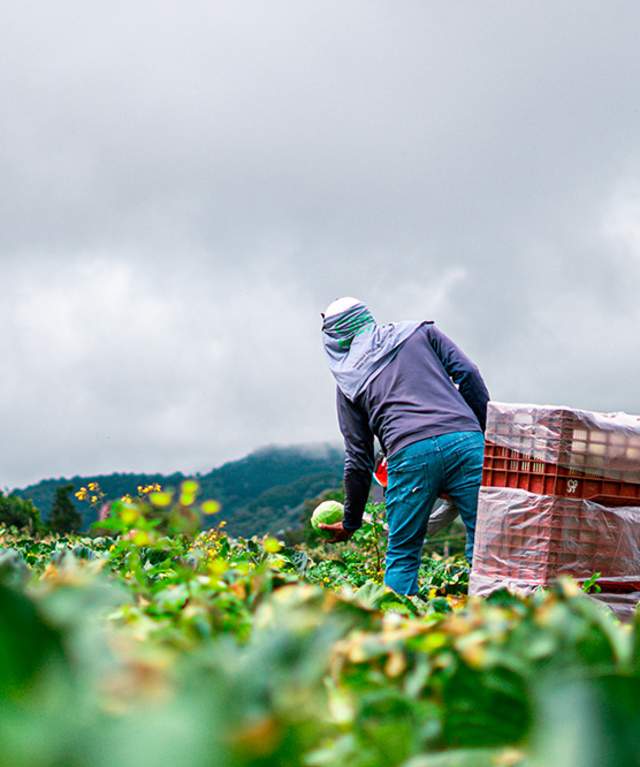 Farmer handling produce in a farming field at Cerro Punta