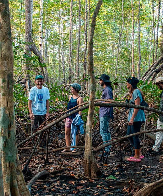 Tourists exploring a mangrove trail with a local guide in Veraguas Province, Panama.