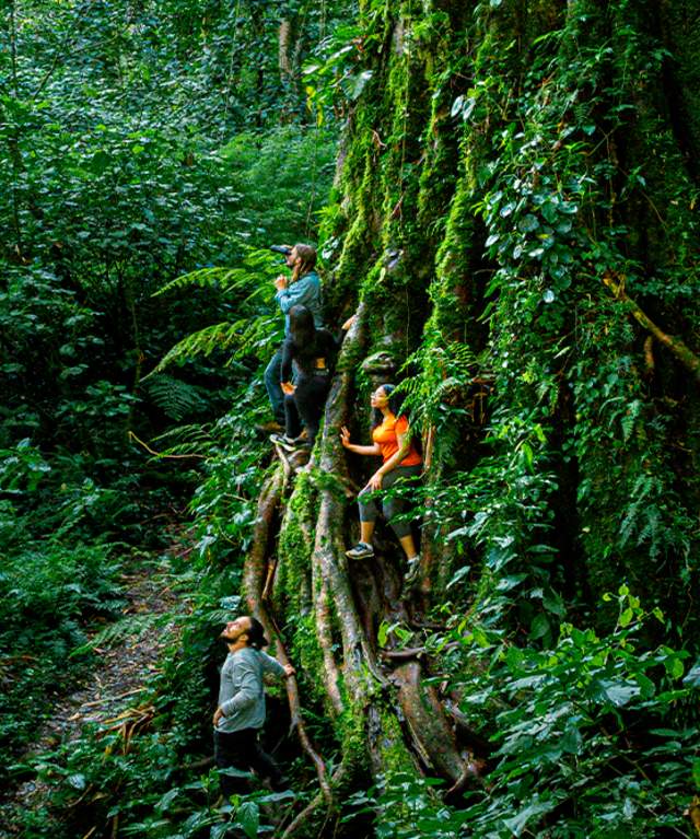 Visitors rest at the roost of a centennial tree in the middle of the tropical forest.