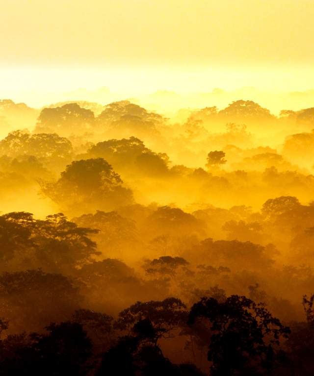 Top of the trees with dense haze, at dusk.