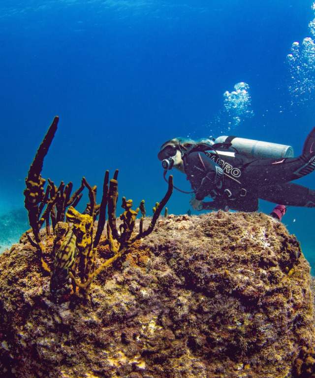Diving in Coiba National Park, exploring reefs and marine life in Veraguas