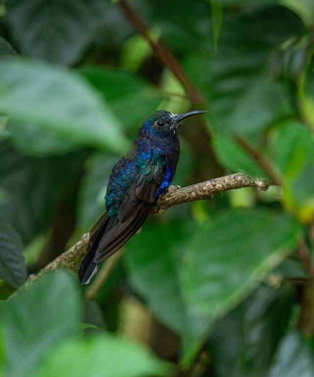 Side portrait of a green and purple hummingbird on a branch.