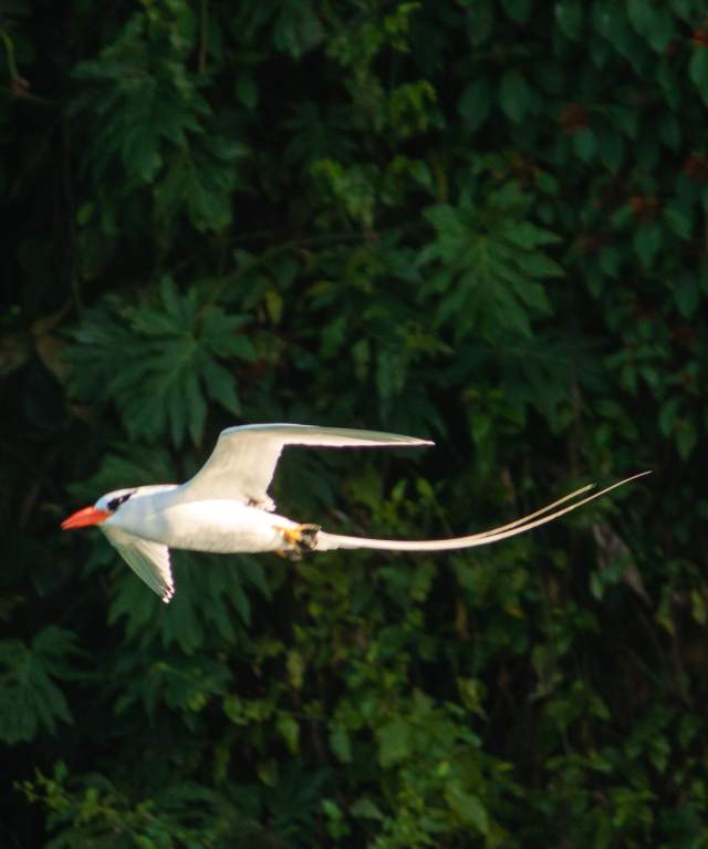bird is flying near Isla Pajaro, Bocas del Toro province