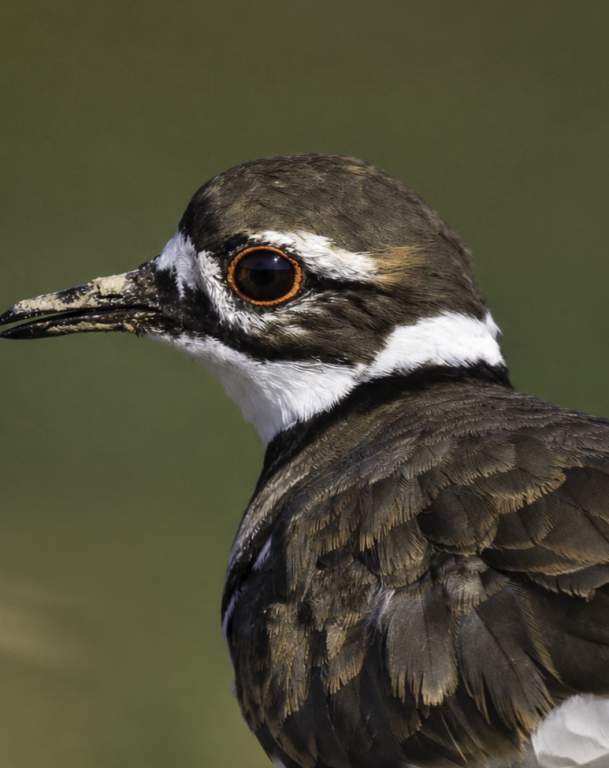 Birdwatching at Osage Park