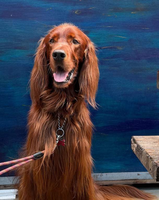 The Dog-Friendly Bentonville Itinerary Rudy Personally Recommends