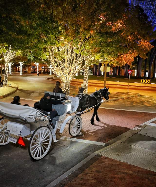 Horse Carriage Rides