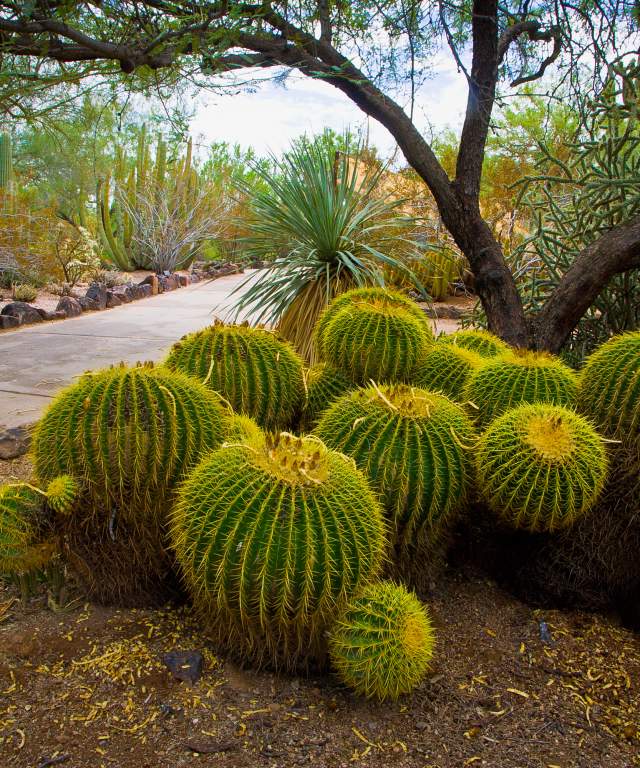 A Cactus At The Desert Botanical Garden In Chandler, AZ