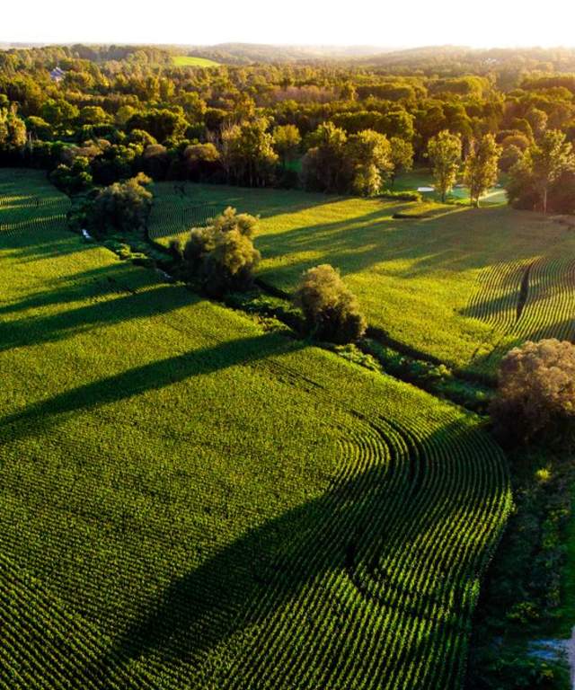Road surrounded by nature