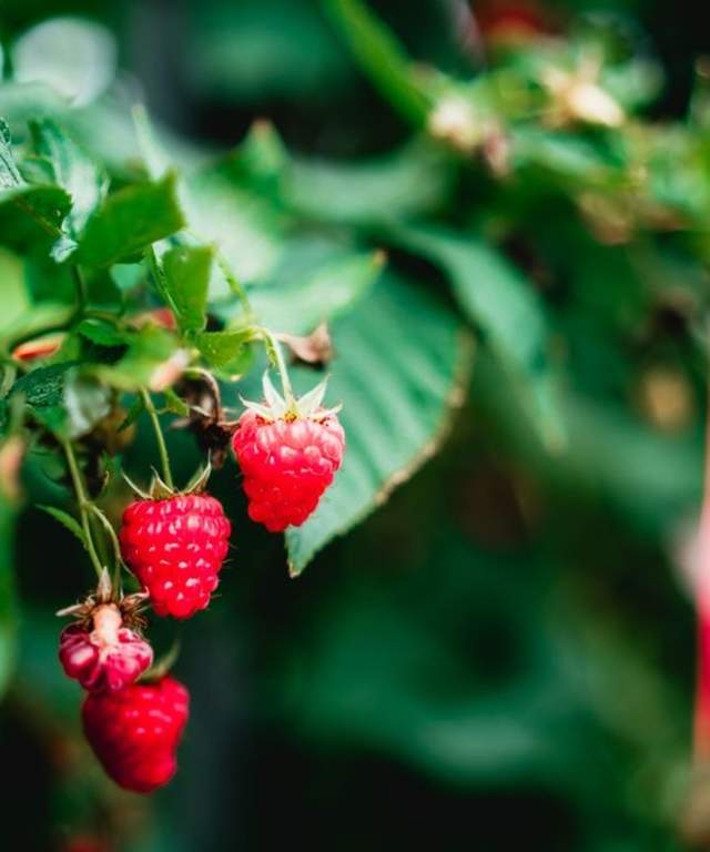 Raspberry