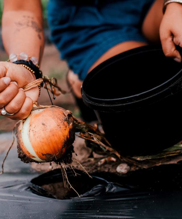 hearty vegetable picking