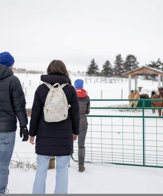 Alpaca Experience and Fibre Nesting Ball Workshop