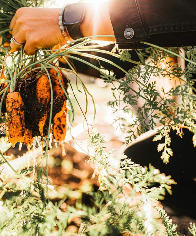 Carrot harvest