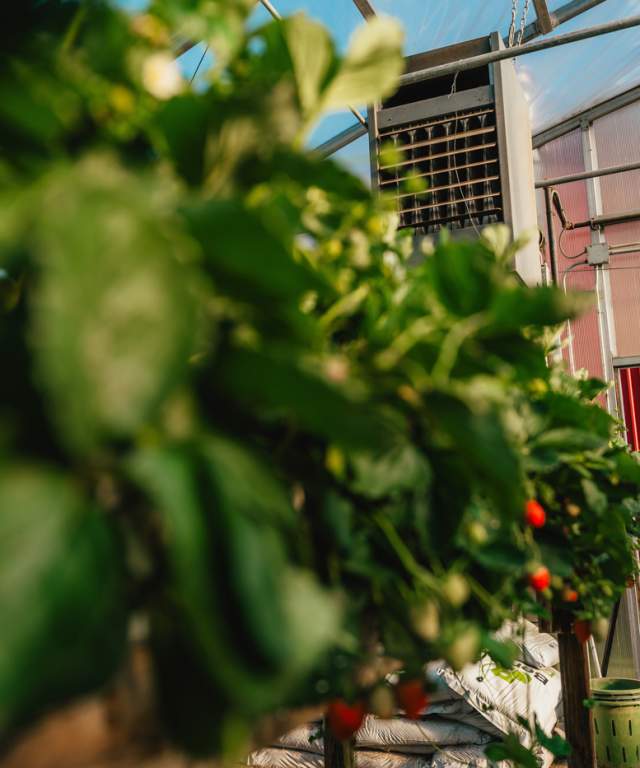 Son in Law produce greenhouse