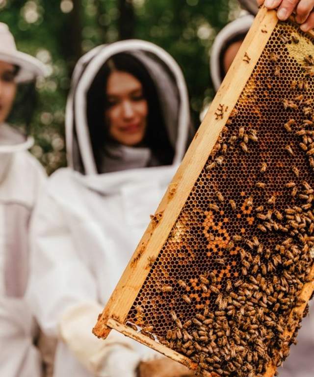 Bees producing honey