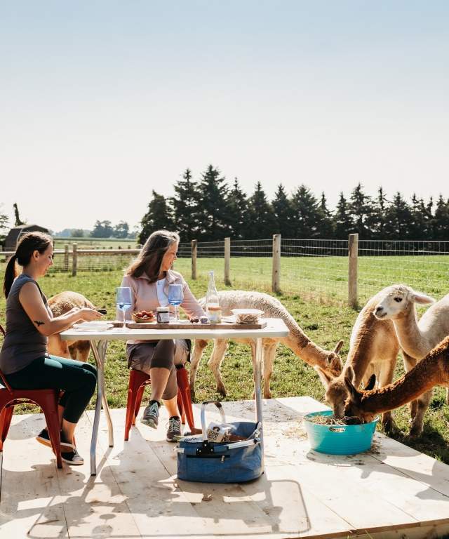 Alpaca Picnic