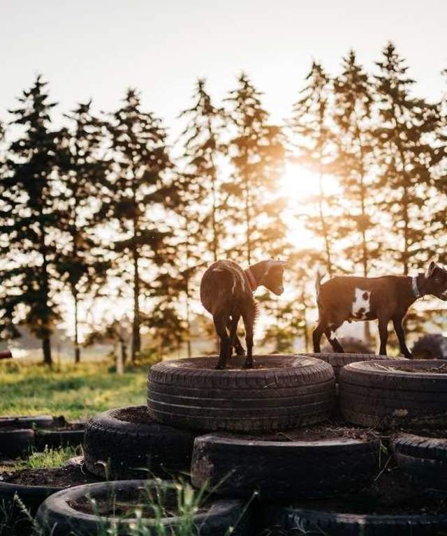Three little goats playing