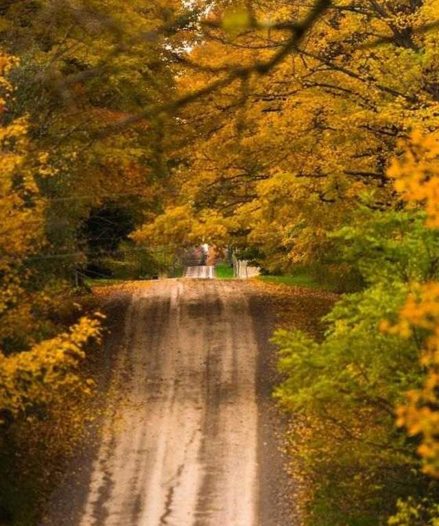 Road surrounded by trees in the fall season
