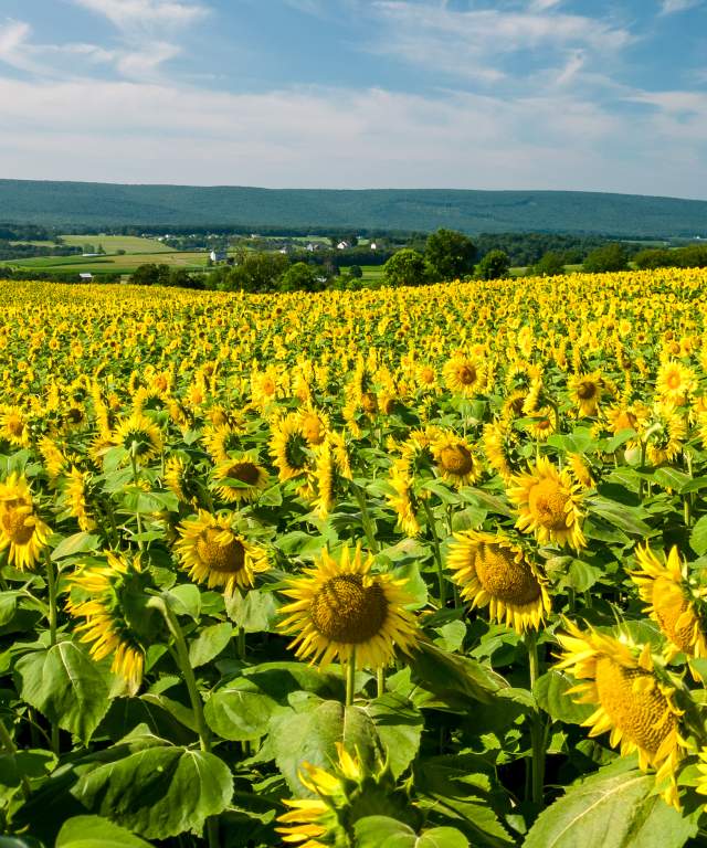 Sunflowers in Schuylkill County