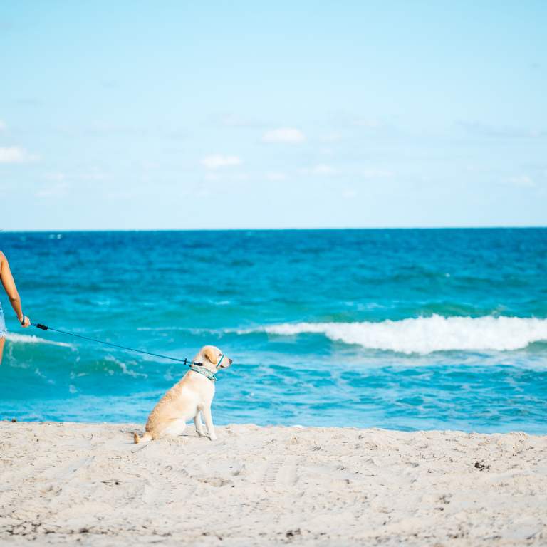 Dog Beach