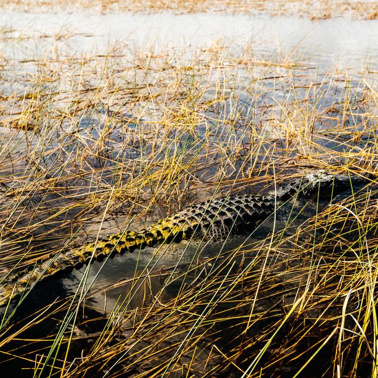Alligator in the Everglades