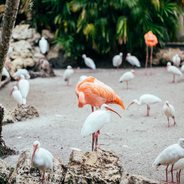 Flamingo Gardens