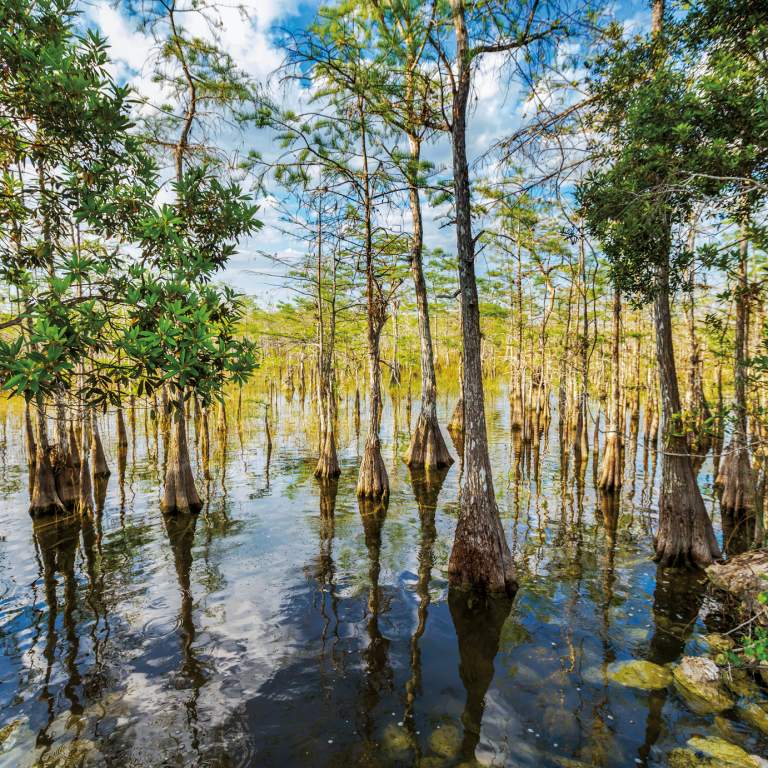 Everglades