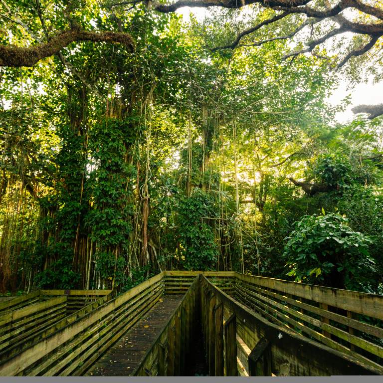Tree Tops Park