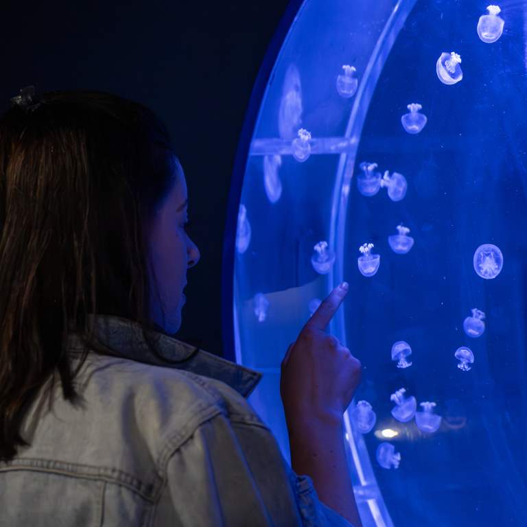 Jelly Fish Museum