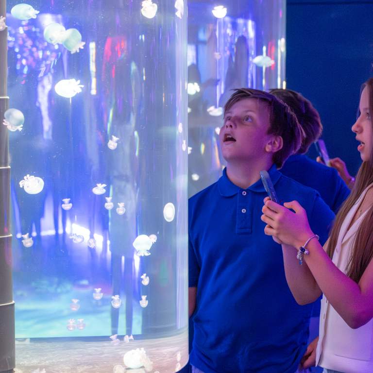 Jelly Fish Museum