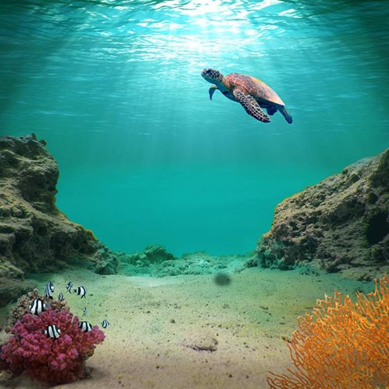 Sea Turtle Underwater