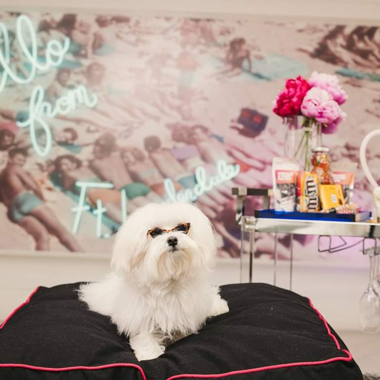 small white dog wearing sunglasses living the good life while relaxing on a pillow next to a cart of treats