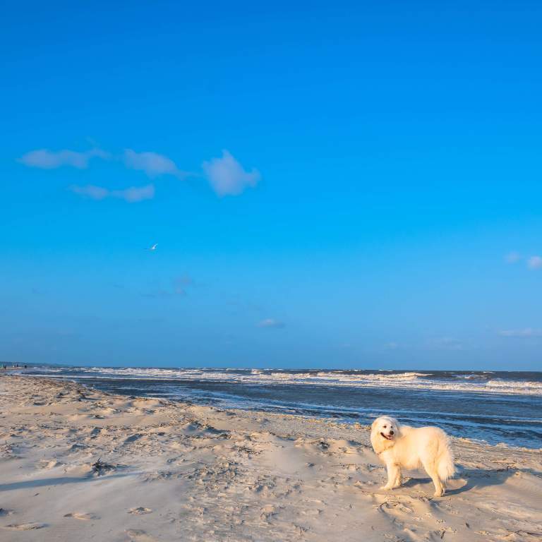 4 Pet-Friendly Activities in the Golden Isles