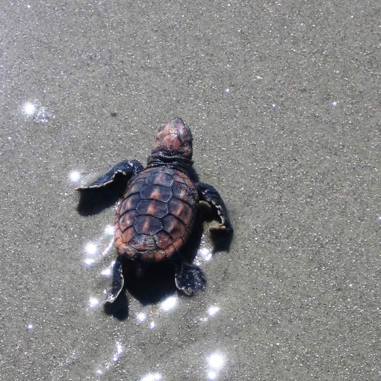 Seasons of Sea Turtles
